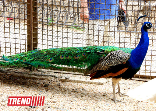 Bakı zooparkında bir gün (FOTO)