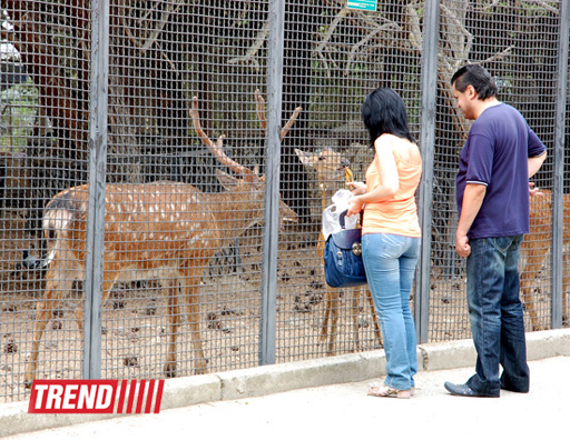 Bakı zooparkında bir gün (FOTO)