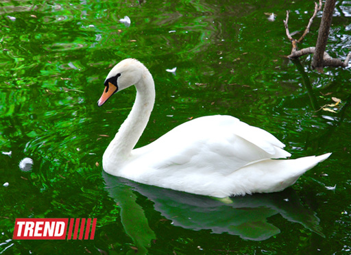 Bakı zooparkında bir gün (FOTO)
