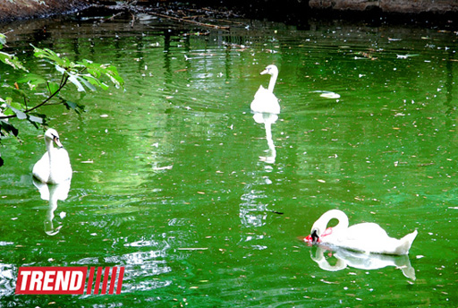 Bakı zooparkında bir gün (FOTO)