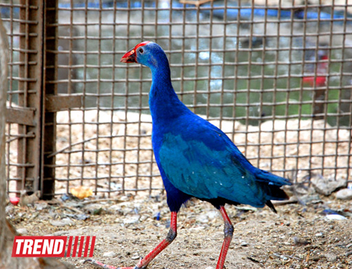 Bakı zooparkında bir gün (FOTO)