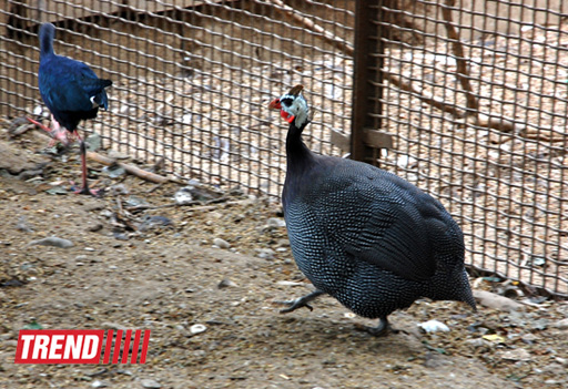Bakı zooparkında bir gün (FOTO)