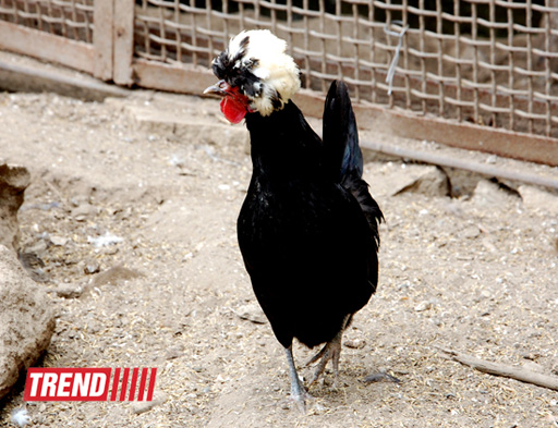Bakı zooparkında bir gün (FOTO)