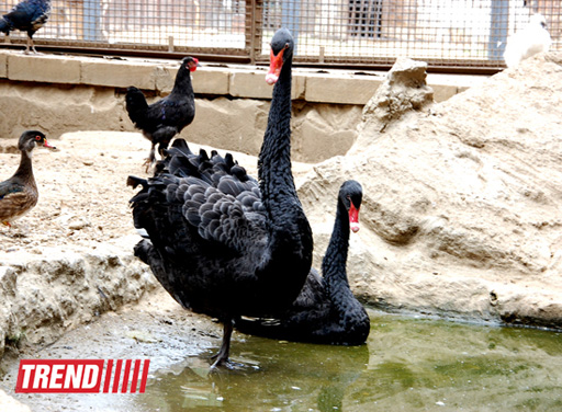 Bakı zooparkında bir gün (FOTO)