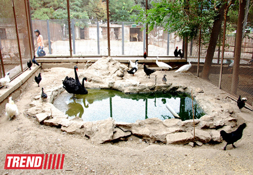 Bakı zooparkında bir gün (FOTO)