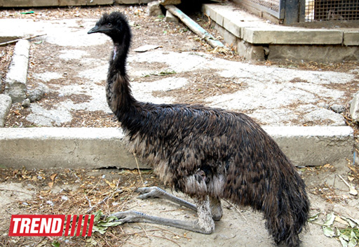 Bakı zooparkında bir gün (FOTO)