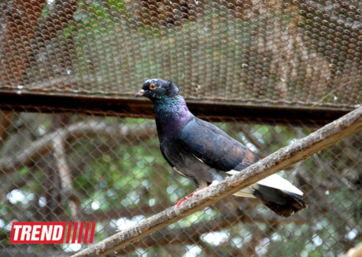 Bakı zooparkında bir gün (FOTO)