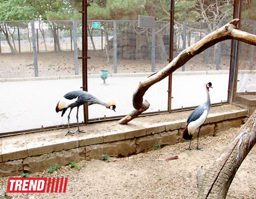 Bakı zooparkında bir gün (FOTO)