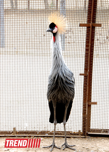 Bakı zooparkında bir gün (FOTO)