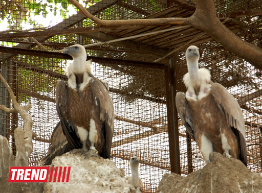 Bakı zooparkında bir gün (FOTO)