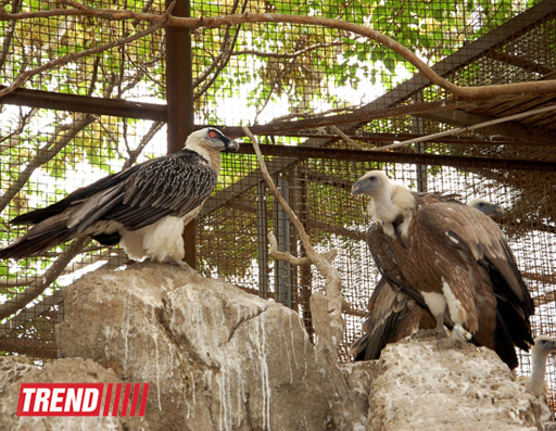 Bakı zooparkında bir gün (FOTO)