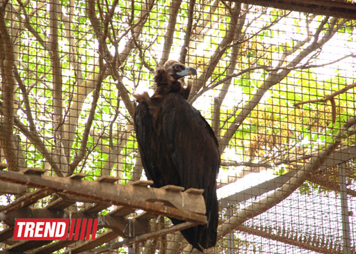 Bakı zooparkında bir gün (FOTO)