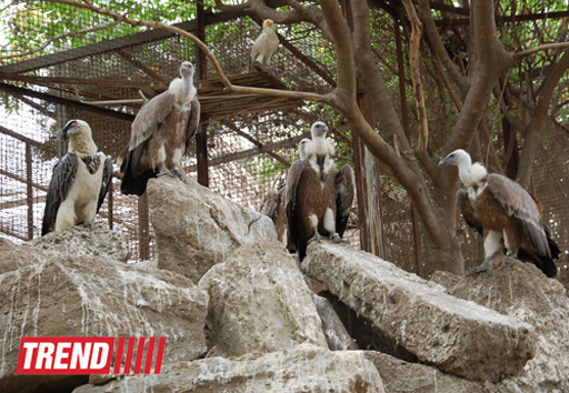 Bakı zooparkında bir gün (FOTO)