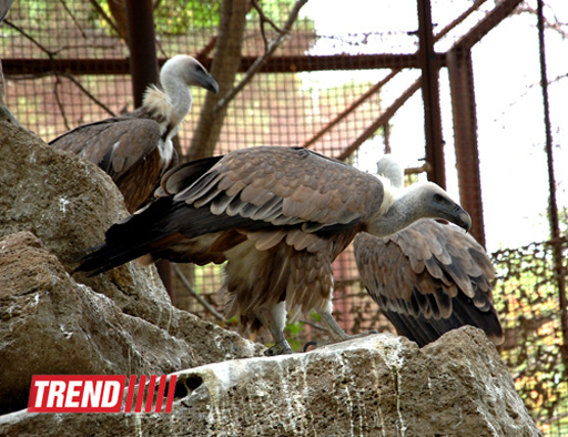 Bakı zooparkında bir gün (FOTO)
