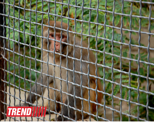 Bakı zooparkında bir gün (FOTO)