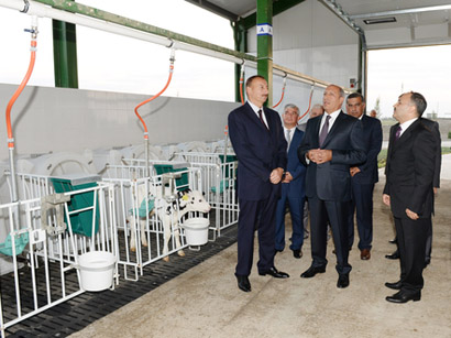 Ağcabədidə “Aqat-aqro” heyvandarlıq kompleksi fəaliyyətə başlayıb (FOTO)