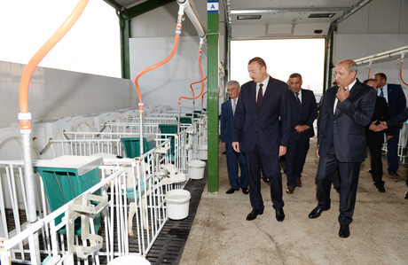 Ağcabədidə “Aqat-aqro” heyvandarlıq kompleksi fəaliyyətə başlayıb (FOTO)
