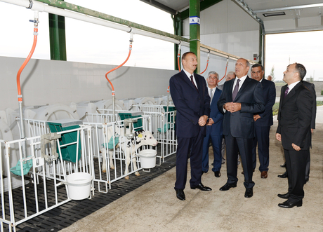 Ağcabədidə “Aqat-aqro” heyvandarlıq kompleksi fəaliyyətə başlayıb (FOTO)