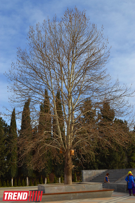 Müasirləşən Gəncənin yeni siması (FOTO)
