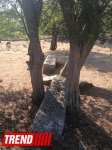 Qədim, sirli Şamaxı - Qəleybuğurt qalası, Kələxana türbəsi, Avaxıl qəbiristanlığı (FOTO)