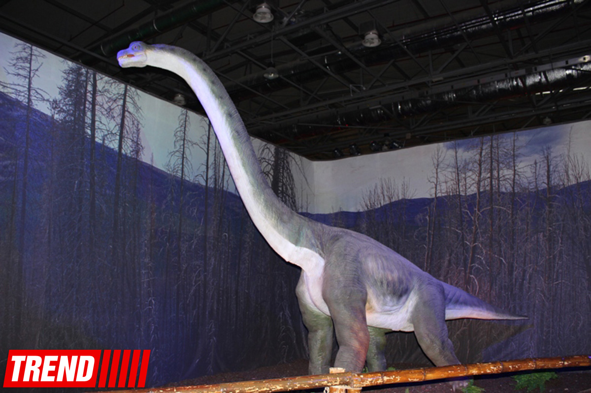 Bakıda möhtəşəm "Dinozavrlar şousu" açılıb - ulduzlar, uşaq və valideynlərin sevinci (FOTO)
