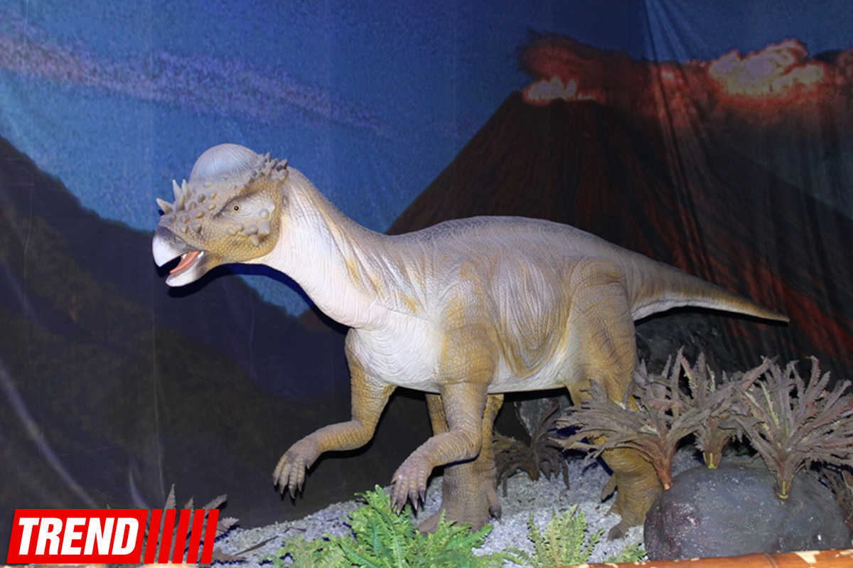 Bakıda möhtəşəm "Dinozavrlar şousu" açılıb - ulduzlar, uşaq və valideynlərin sevinci (FOTO)