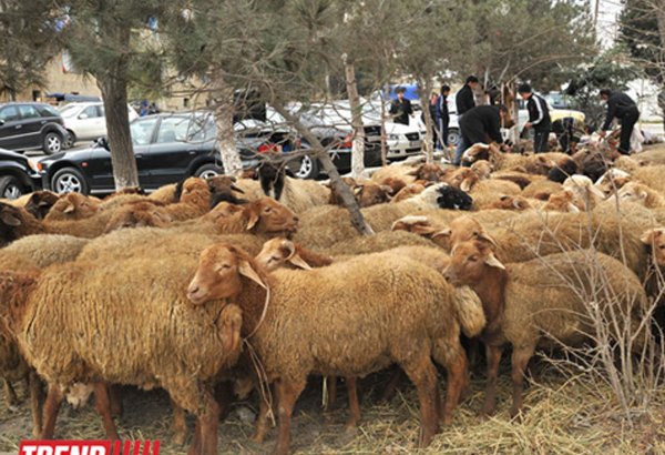 Bakıda qurbanlıq heyvanların satılacağı ünvanlar (SİYAHI)