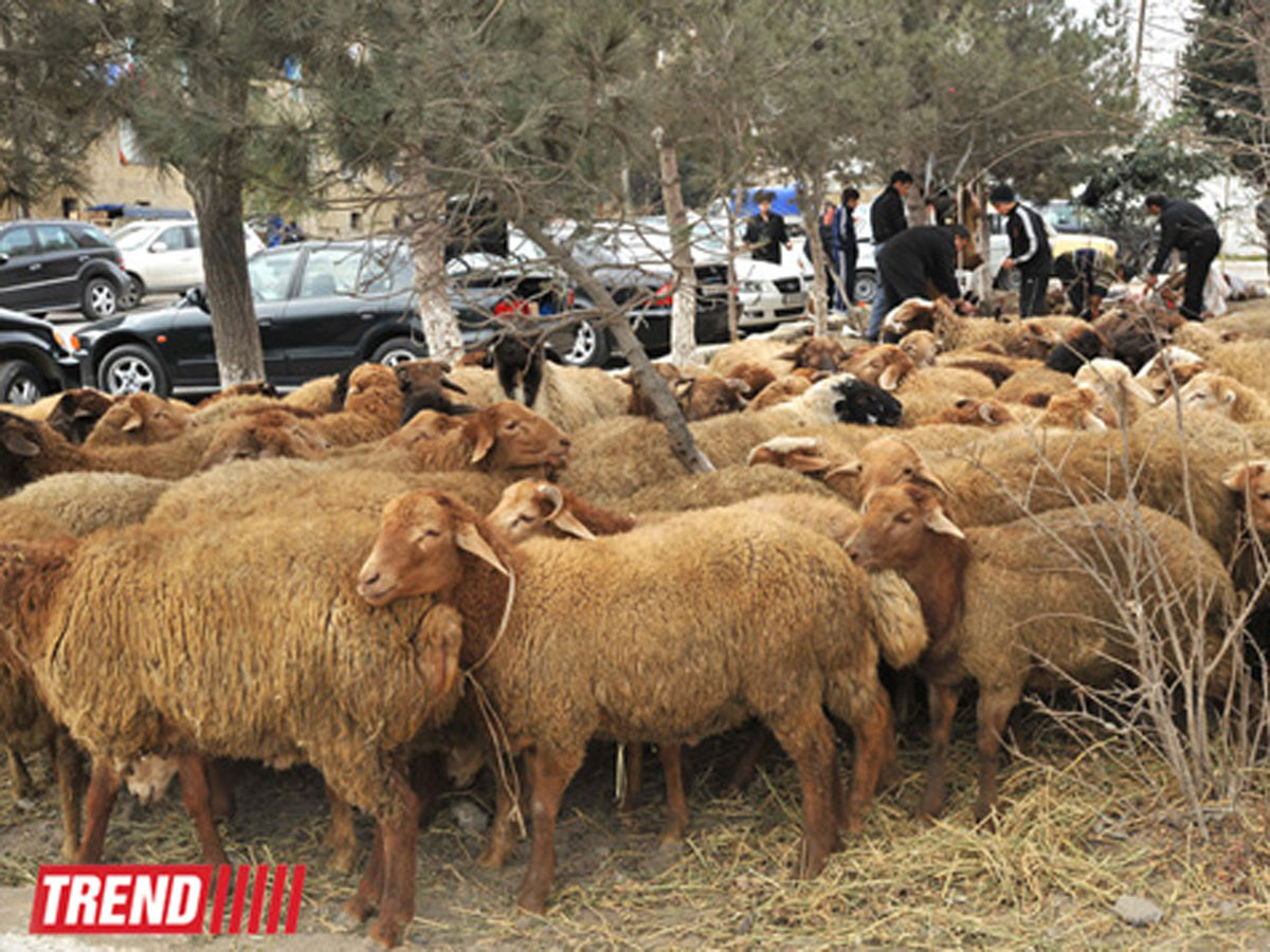 Bakı yol polisi Qurban bayramı ilə əlaqədar xəbərdarlıq etdi