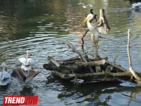 "Poza verən" heyvanlar... (FOTO)