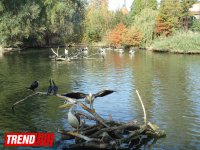 "Poza verən" heyvanlar... (FOTO)