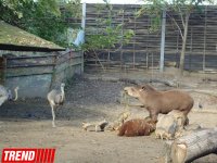"Poza verən" heyvanlar... (FOTO)