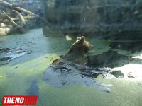 "Poza verən" heyvanlar... (FOTO)