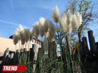 "Poza verən" heyvanlar... (FOTO)