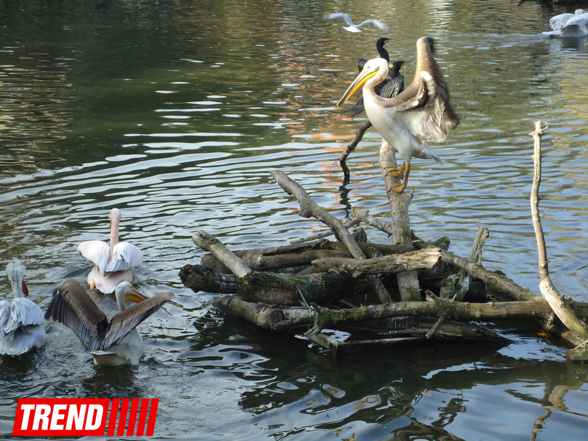"Poza verən" heyvanlar... (FOTO)