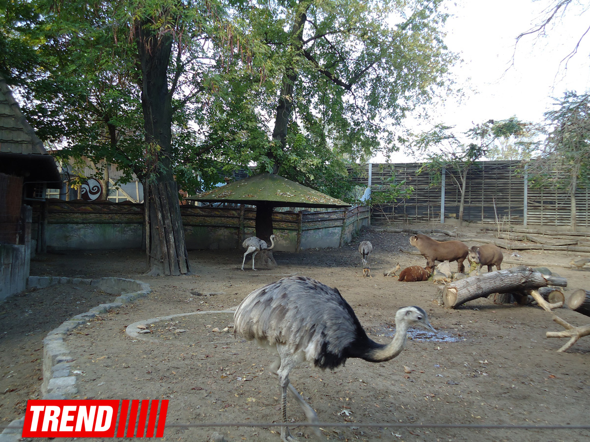 "Poza verən" heyvanlar... (FOTO)