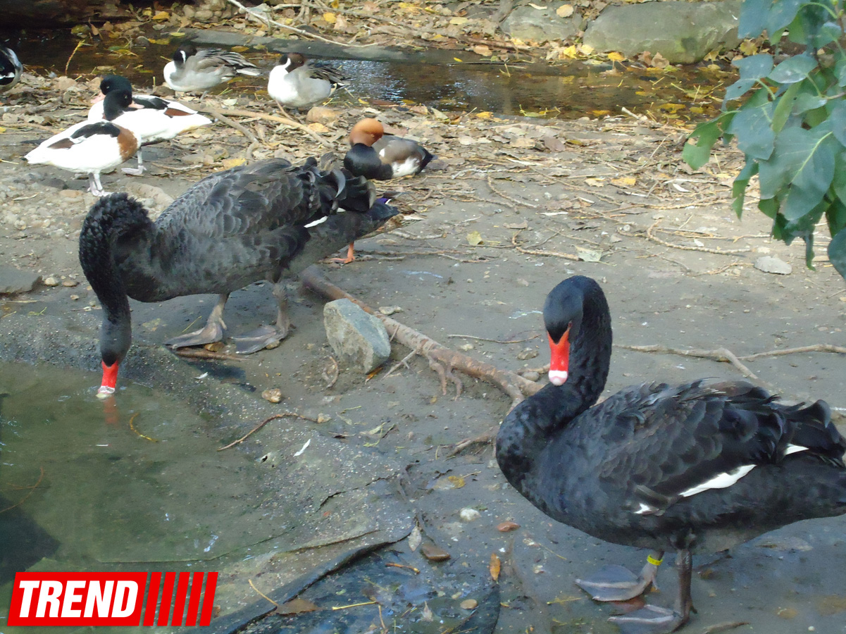 "Poza verən" heyvanlar... (FOTO)