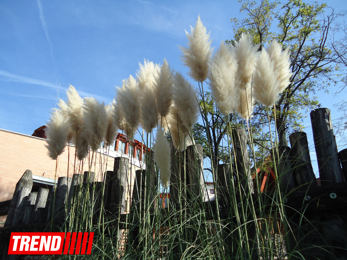 "Poza verən" heyvanlar... (FOTO)