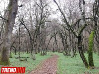 Qəbələnin tarixi abidələri (FOTO)