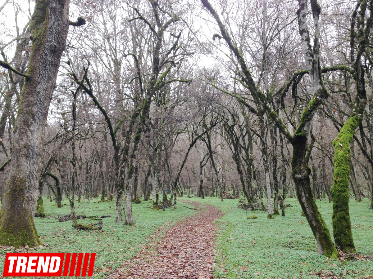 Qəbələnin tarixi abidələri (FOTO)