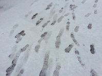 Bakının ağ örpəyi (FOTO)