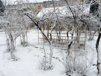 Bakının ağ örpəyi (FOTO)