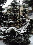 Bakının ağ örpəyi (FOTO)