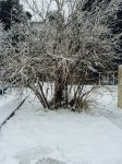 Bakının ağ örpəyi (FOTO)