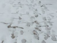 Bakının ağ örpəyi (FOTO)