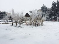 Bakının ağ örpəyi (FOTO)