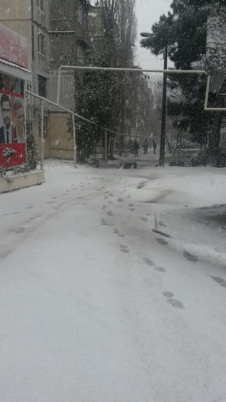 Bakının ağ örpəyi (FOTO)