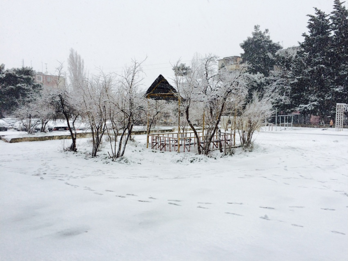 Bakının ağ örpəyi (FOTO)