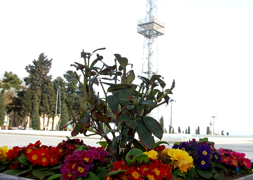 Azərbaycanda 8 Mart - Beynəlxalq Qadınlar Günü qeyd olunur (FOTO)
