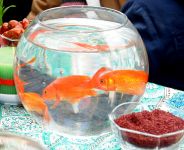 İçərişəhərdə Beynəlxalq Novruz Festivalı (FOTO)