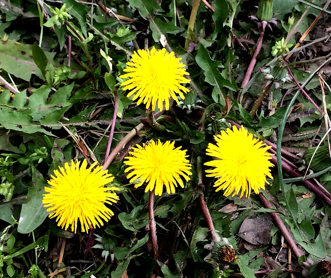 İlıq nəfəsli, yaşıl libaslı, duman örpəkli bahar (FOTO)